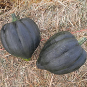 Royal Ace PM F1 Treated Squash Seeds