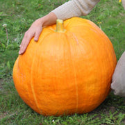 Prizewinner F1 Untreated Pumpkin