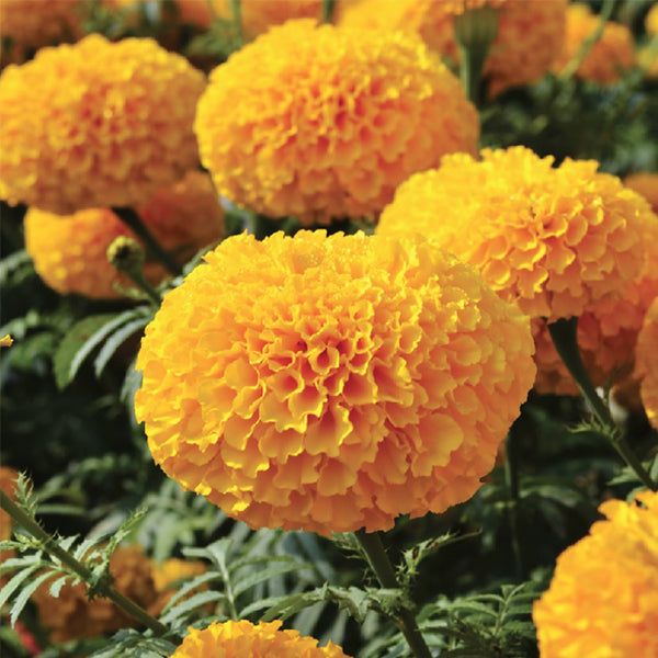 Oriental Deep Gold F1 Untreated Marigold Seeds | Osborne Farm Seeds