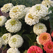 Oklahoma White Untreated Zinnia