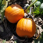 Early Prince Untreated Pumpkin