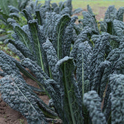 (Vegetable) Kale, Ebony