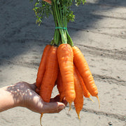 Bangor F1 Untreated Carrot Seeds