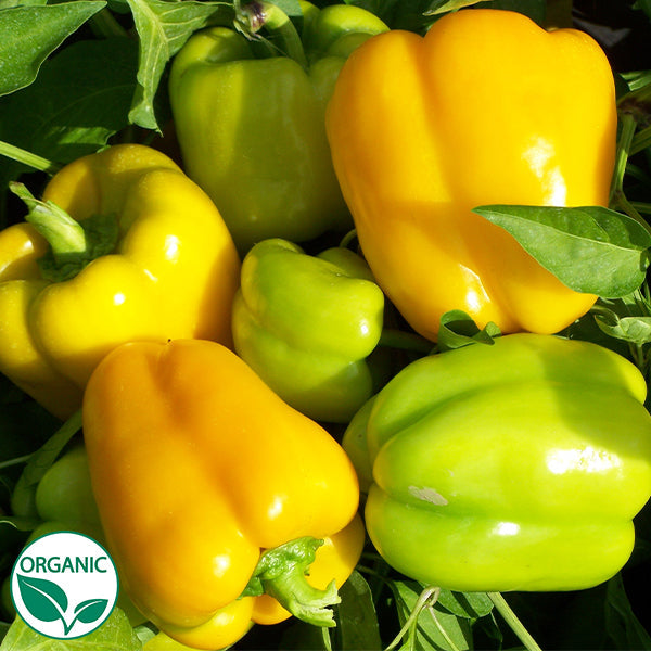 Flavorburst F1 Organic Pepper Seeds Osborne Farm Seeds