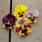 Frizzle Sizzle Mini Mix Untreated Viola