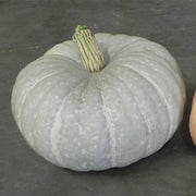 Silver Moon F1 Untreated Pumpkin