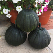 Dark Night F1 Untreated Pumpkin