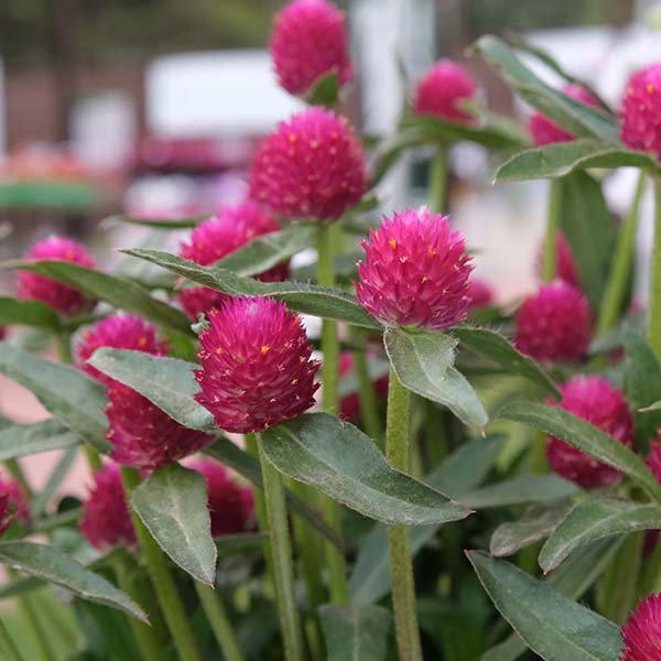 QIS Carmine Untreated Gomphrena Seeds | Osborne Farm Seed Supplier