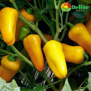 Lemon Delite® F1 Untreated Pepper