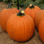 Big Deal F1 Untreated Pumpkin