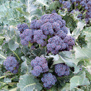 Broccoli, Sprouting - Mendocino F1 Untreated Seeds