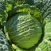 Cabbage, Savoy - Cresposa F1 Untreated Seeds