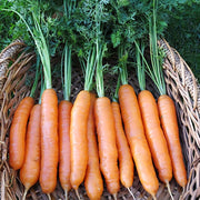 (Vegetable) Carrot, Napoli