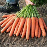 Carrot, Narvik