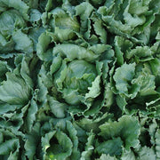 Somerset Untreated, NOP-Compliant Pellet Lettuce Seeds