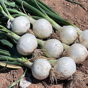 Onion, White - Betty F1 Untreated Seeds