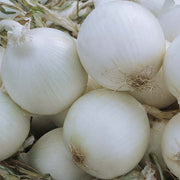 Onion, White - Bridewhite F1 Untreated Seeds