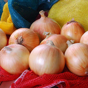 Onion, Yellow - Delightful F1 Untreated Seeds