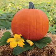 Pumpkin, Carver - Apollo F1 Treated Seeds