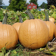 (Vegetable) Pumpkin, Cider 