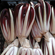 Radicchio, Treviso - Rustico Untreated Seeds