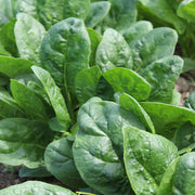 Spinach - Goldeneye RZ F1 Treated Seeds