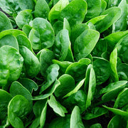 Spinach, Income F1 Untreated Seeds