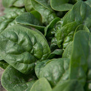 Spinach, Pawnie F1 Untreated Seeds