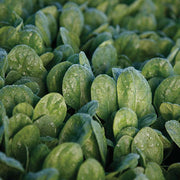 Spinach, Seaside F1 Untreated Seeds