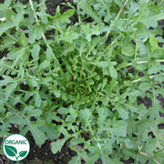 Esmee Organic Arugula Seeds