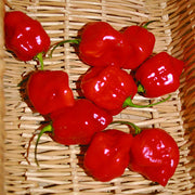 Habanero Red Untreated Pepper Seeds